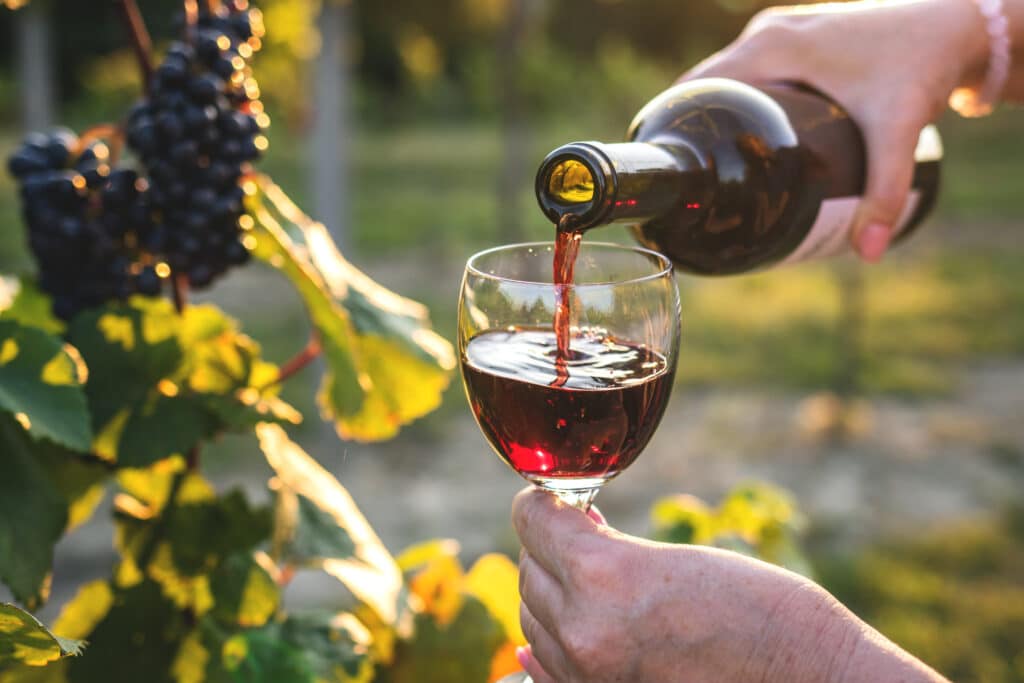 someone pouring red wine into a wine glass on a grape vineyard